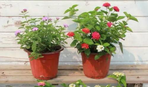 广西可乐被爆料视频最新,网友爆料视频揭露惊人内幕!” 第3张 广西可乐被爆料视频最新,网友爆料视频揭露惊人内幕!” 第3张